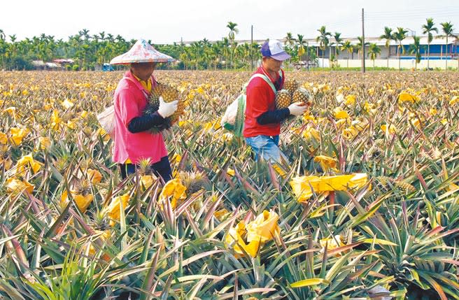 大陸宣布3月1日起暫停禁止進口台灣鳳梨，衝擊我農業外銷產值近15億元，嚴重影響果農生計。圖為我最大產地屏東鳳梨園採收情形。（本報資料照片）