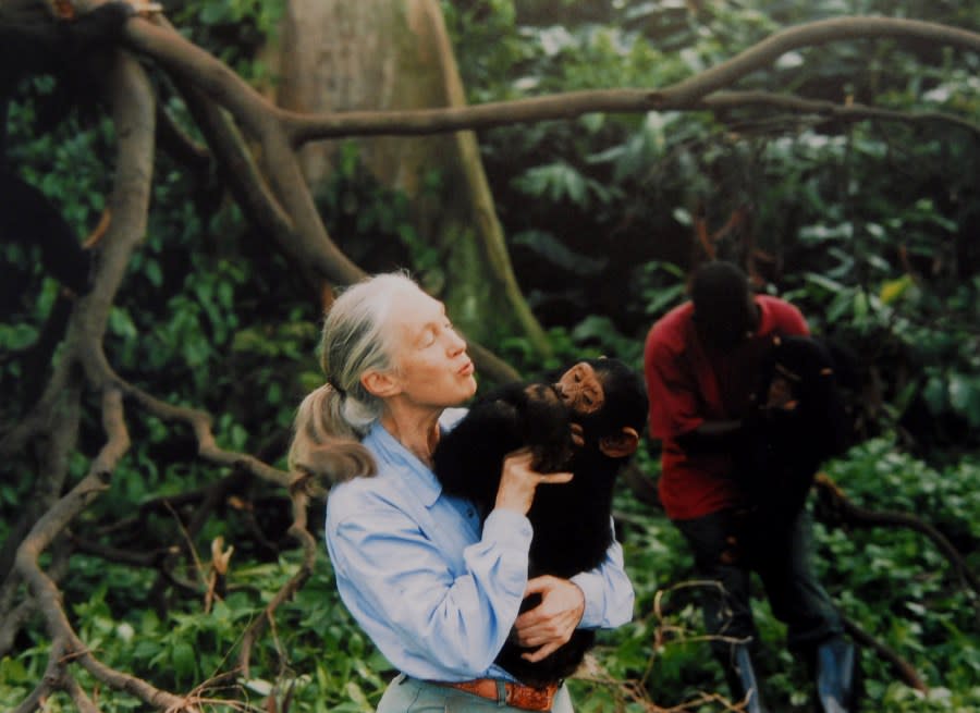 UNSPECIFIED: Jane Goodall, English primatologist, ethologist and anthropologist, holding a chimpanzee in her arms, ca. 1995 (Photo by Apic/Getty Images)