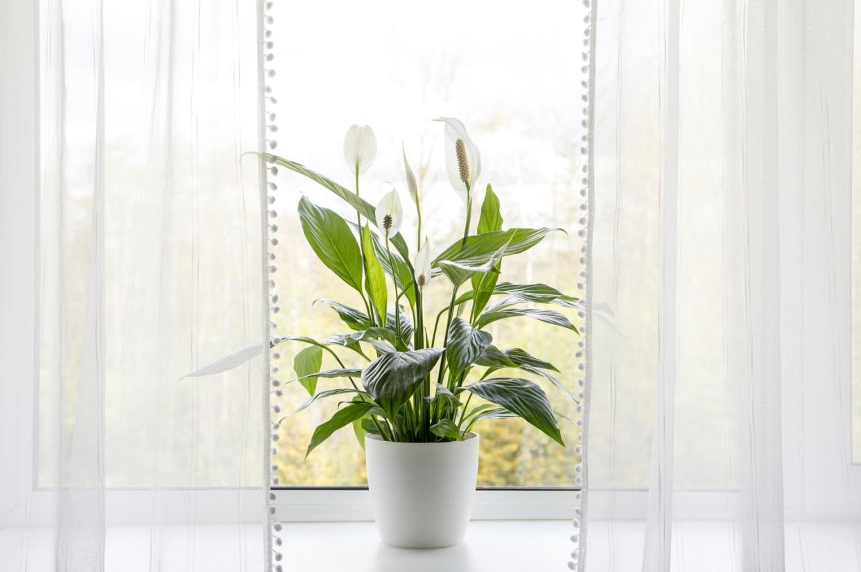 air puryfing house plants in home concept spathiphyllum are commonly known as spath or peace lilies growing in pot in home room and cleaning indoor air