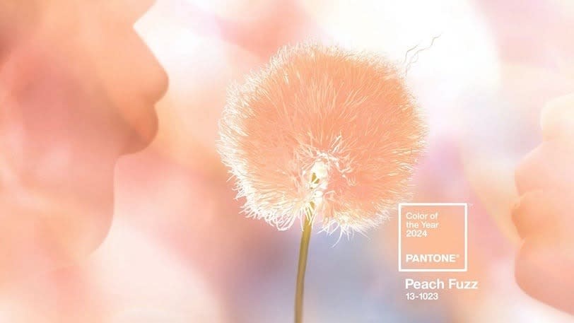 「Peach Fuzz 柔和桃」是一款介於粉紅色和橘色之間的顏色 圖片來源：Pantone
