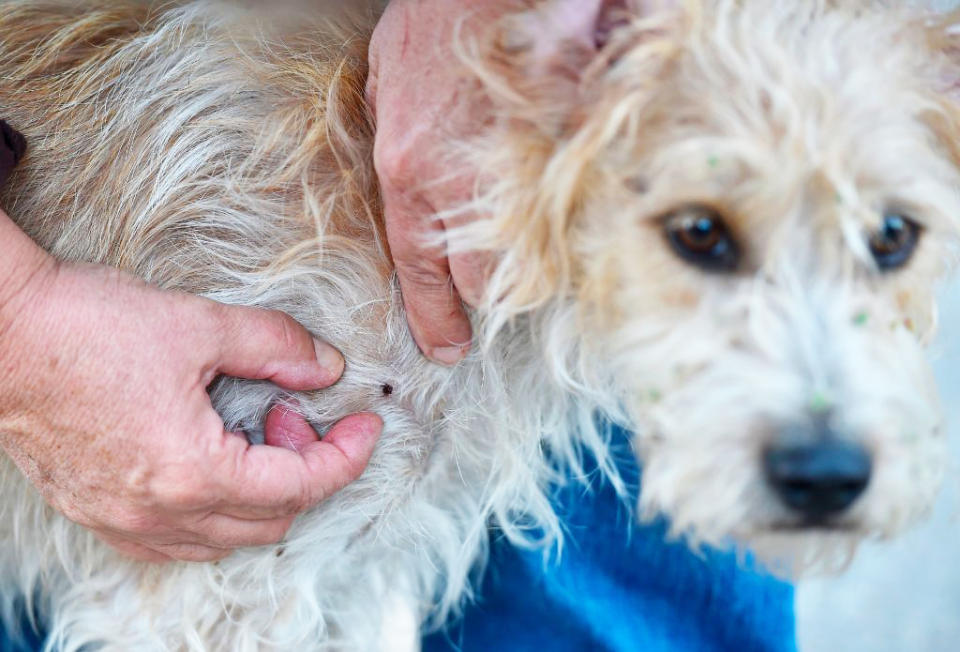 tick on dog's body