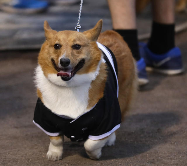 A Bunch of Cute as Hell Dogs Broke a World Record at a White Sox Game