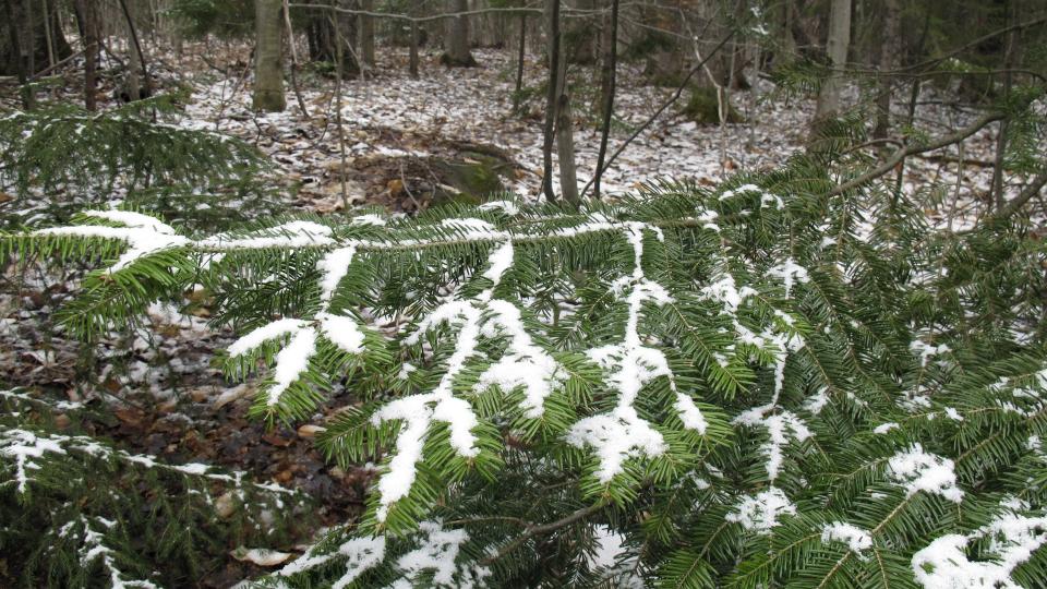 A dusting of snow covers tree branches in Stowe, Vt., on Tuesday May 5, 2020. The National Weather Service predicted snow or rain showers Tuesday morning in parts of New Hampshire, Vermont and Maine. (AP Photo/Wilson Ring)