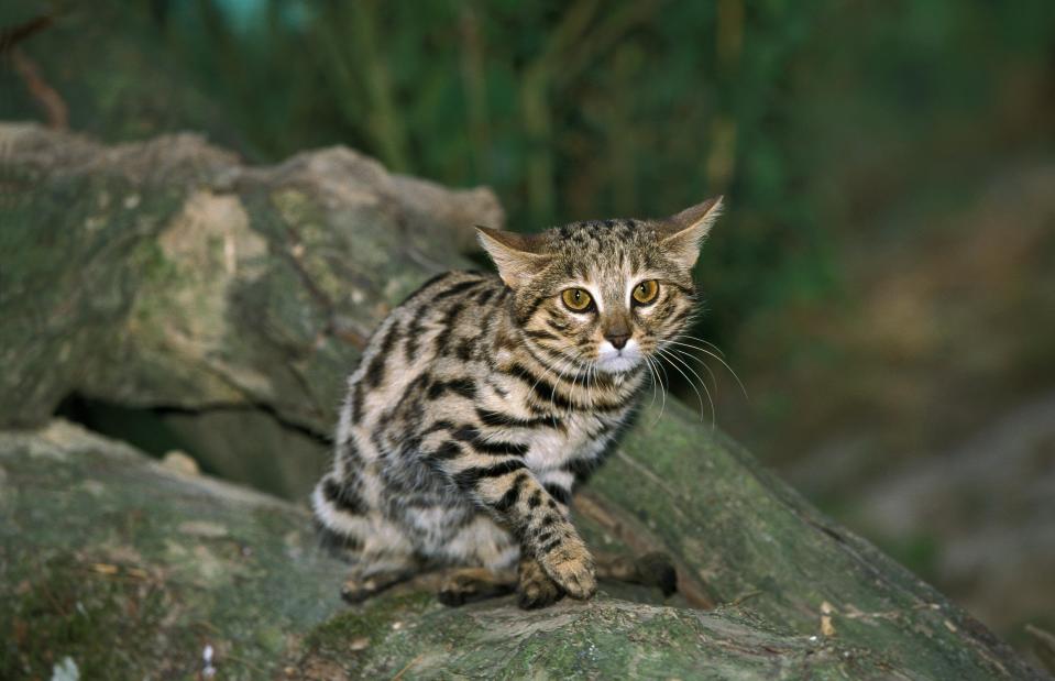 Die Schwarzfußkatze sieht harmlos aus, ist aber ein gnadenloser Killer. (Bild: Getty Images)