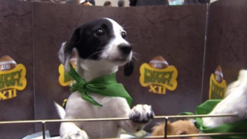 Puppy Bowl XII