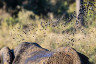 <p>Mud coming off the back of an elephant. (Bobby-Jo Clow/Caters News Agency) </p>