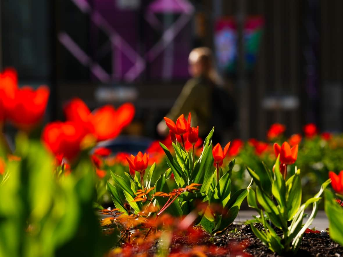 Tulips are seen in downtown Ottawa as spring is in full bloom, which is coupled with a calmer period of COVID-19. (Sean Kilpatrick/The Canadian Press - image credit)