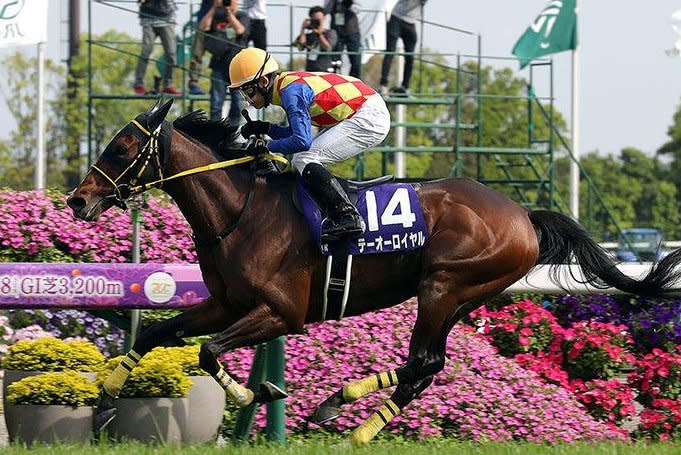 T O Royal strides out to win Sunday's Grade 1 Tenno Sho (Spring) at Kyoto Racecourse. Photo courtesy of Japan Racing Association
