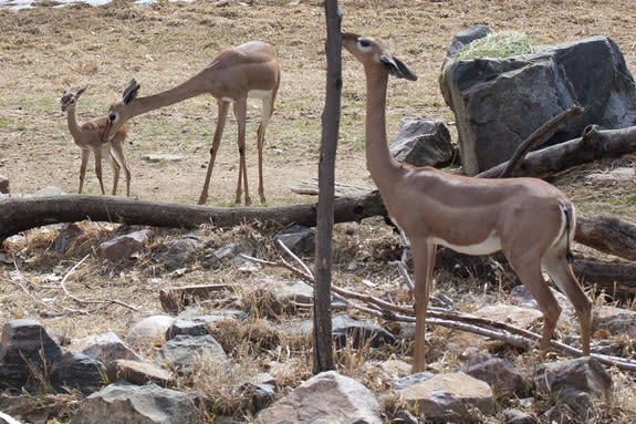 Gerenuks are native to the bushland of eastern Africa.