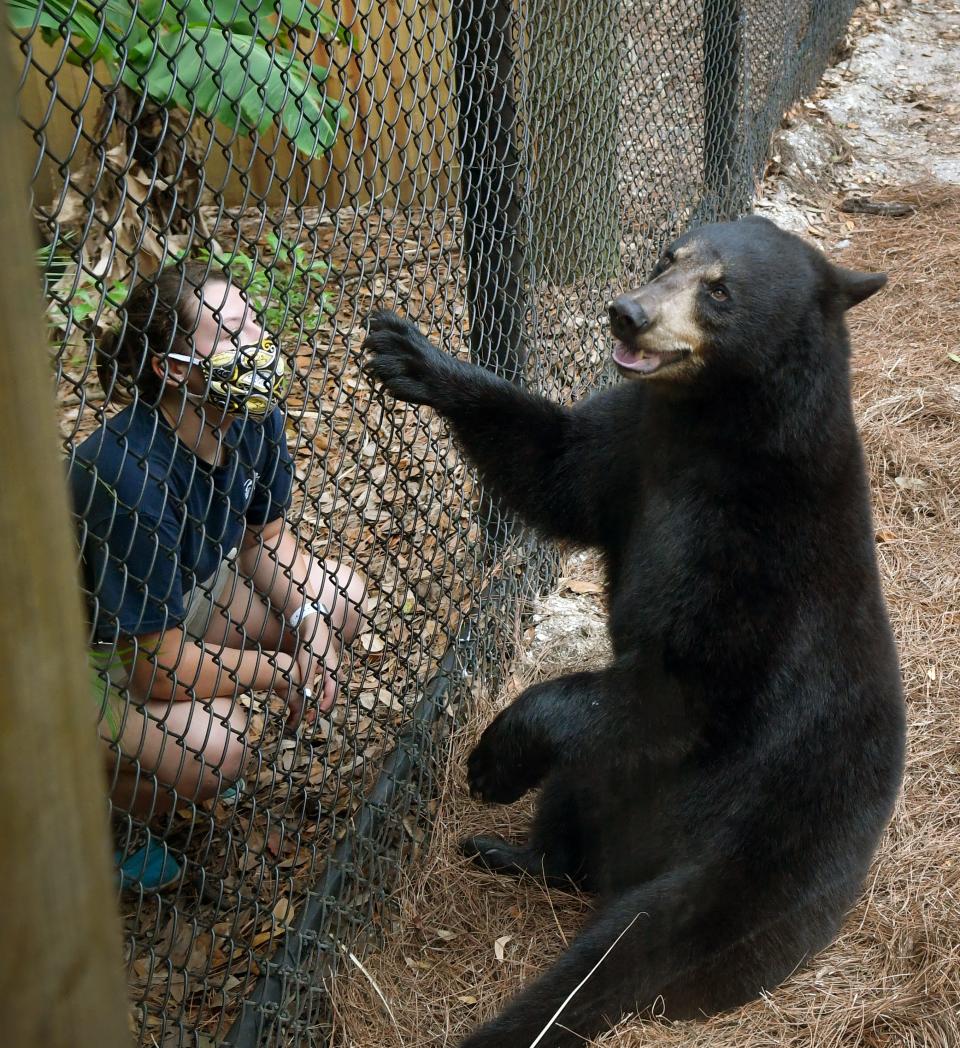 In May 2020, zookeeper Sidnee Mellor bonds with Cheyenne, a Florida black bear brought to the zoo after it was determined that the bear could not be released into the wild.