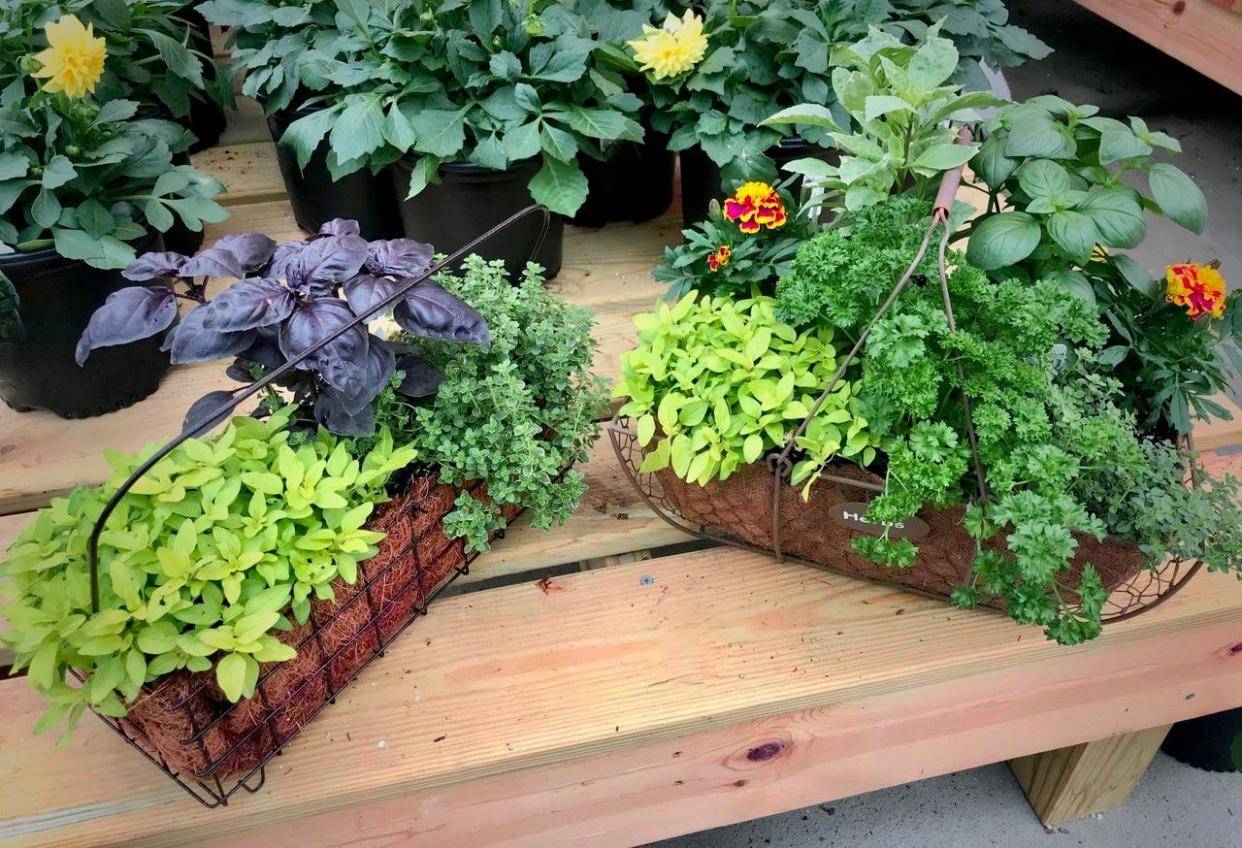 Duo Mom’s day herb baskets: Oreganos, basils, thyme, parsley and edible marigolds.