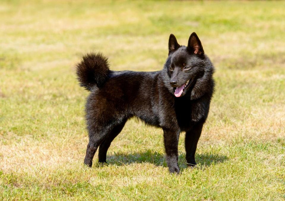 <p>Curious, alert, and confident, Schipperkes <a href="https://www.akc.org/dog-breeds/schipperke/" rel="nofollow noopener" target="_blank" data-ylk="slk:need loads of exercise;elm:context_link;itc:0;sec:content-canvas" class="link ">need loads of exercise</a> and adore playing. They're 10 to 13 inches tall and weigh 10 to 16 pounds. They're also extremely lovey-dovey. </p><p>RELATED: <a href="https://www.womansday.com/life/pet-care/g1640/outdoor-dog-toys/" rel="nofollow noopener" target="_blank" data-ylk="slk:The Best Outdoor Dog Toys to Keep Your Pup Entertained;elm:context_link;itc:0;sec:content-canvas" class="link "><strong>The Best Outdoor Dog Toys to Keep Your Pup Entertained</strong></a></p>