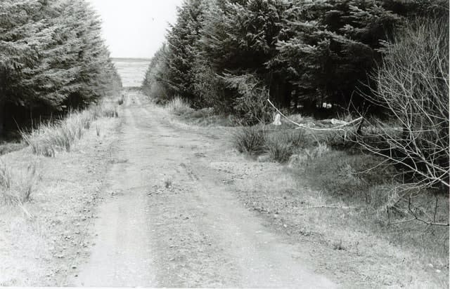 The scene at Ballypatrick Forest in Co Antrim where the body of 18-year-old Inga Maria Hauser was found on April 20 1988