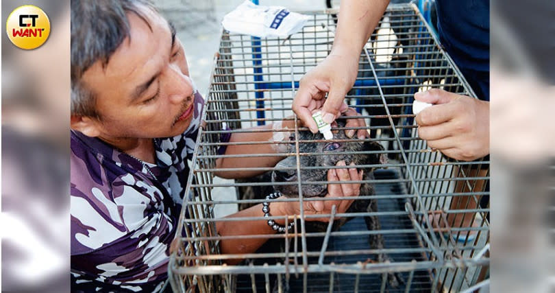 狗園內的犬隻多半感染傳染病和腸胃道疾病，白女接手後才積極醫療。（圖／宋岱融攝）