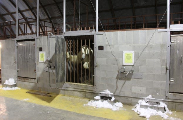 Polar bear inside of a cell looking out in Churchill's polar bear jail.