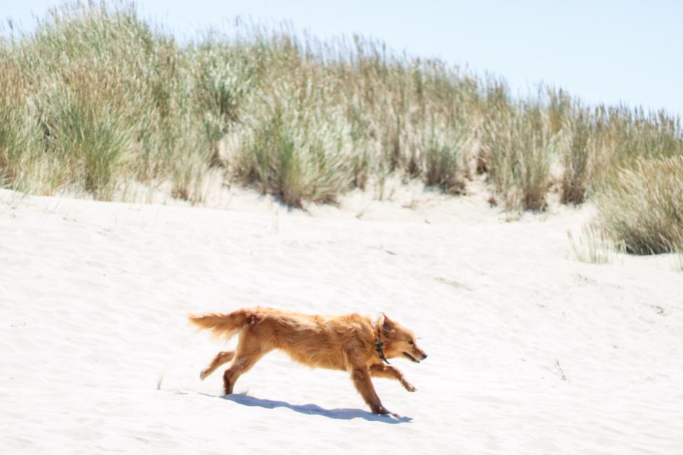 A dog runs through the dunes of the Bayocean Spit on July 28, 2023.