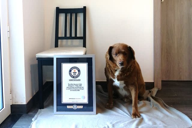 GUINNESS WORLD RECORDS Bobi with GWR plaque