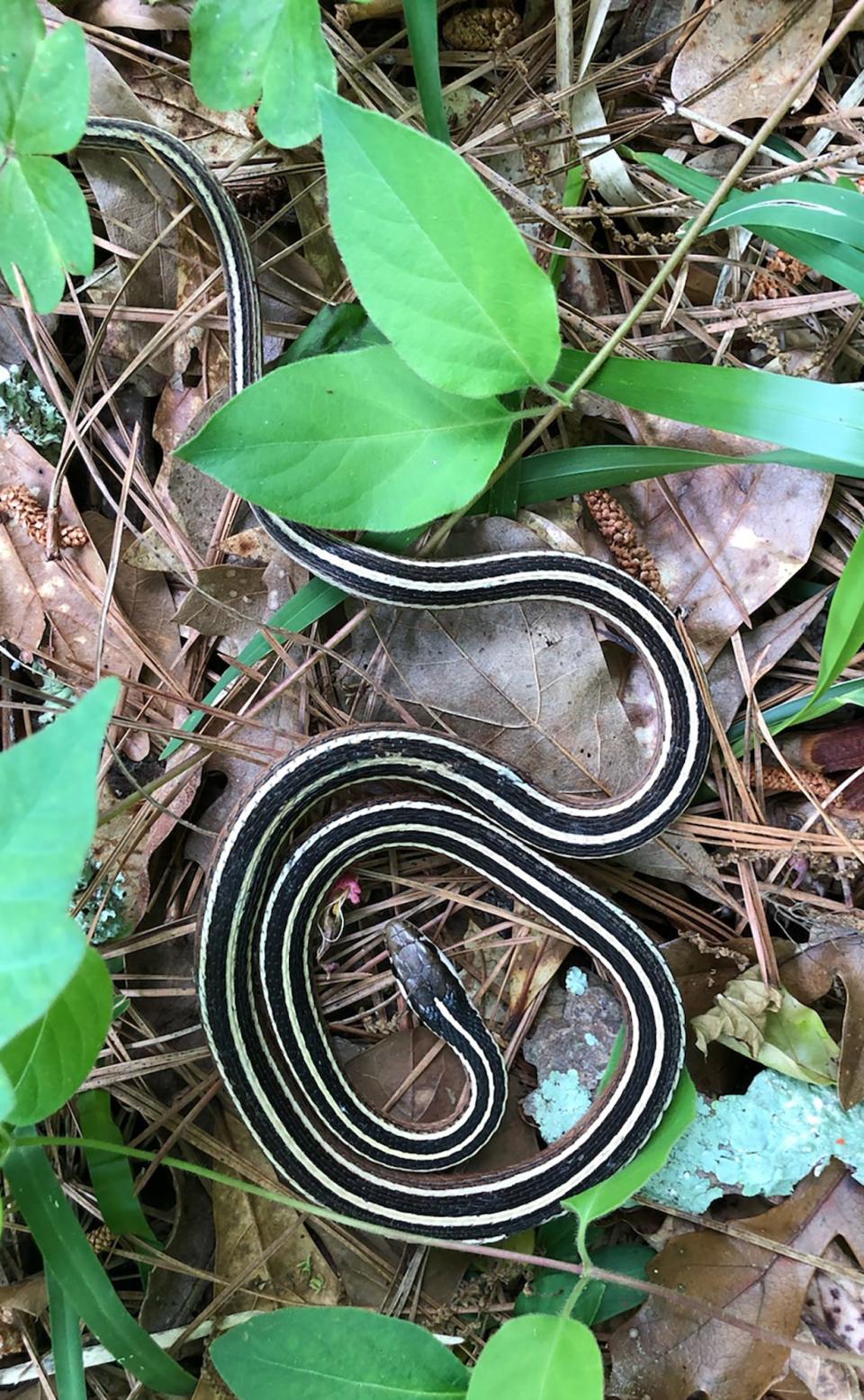 Ribbon snakes are mildy venomous, but pose no threat to humans.