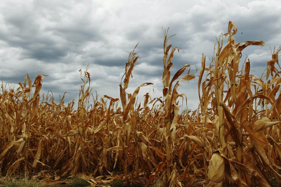 Dry corn is pictured in a field as rain clouds threaten near Paoli, Okla., Thursday, July 26, 2012. A brief respite from the drought was expected with rain chances of 50 to 60 percent across Oklahoma through sunrise Friday. (AP Photo/Sue Ogrocki)