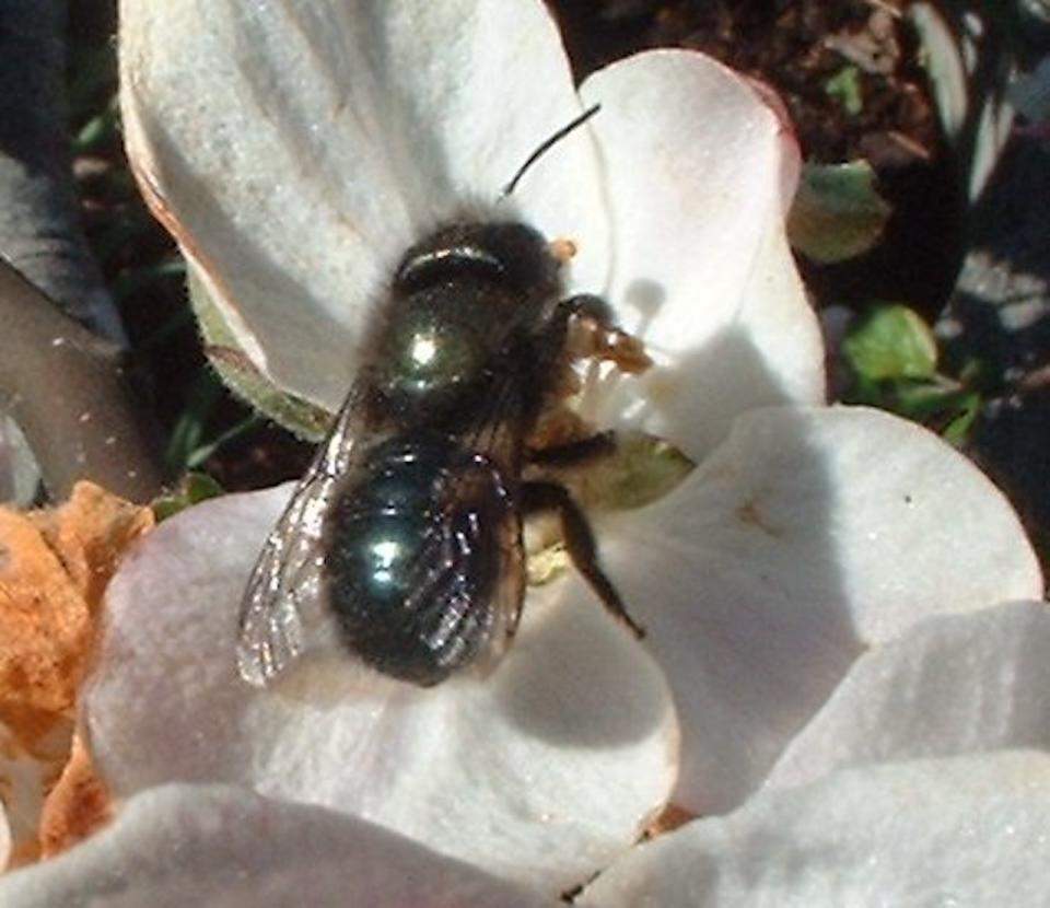 Orchard mason bee/Red58bill