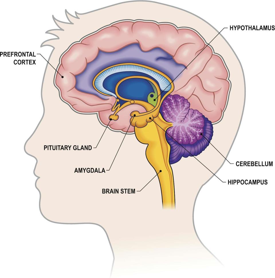 Full color cross-section side view of a child's brain with labels.