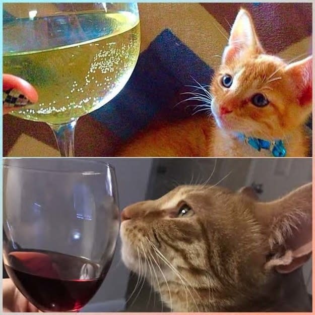a kitten looking at wine; the same kitten grown up and sniffing wine