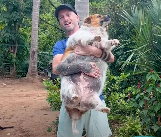 <p>Niall Harbison/X</p> Niall Harbison holding a dog in Thailand