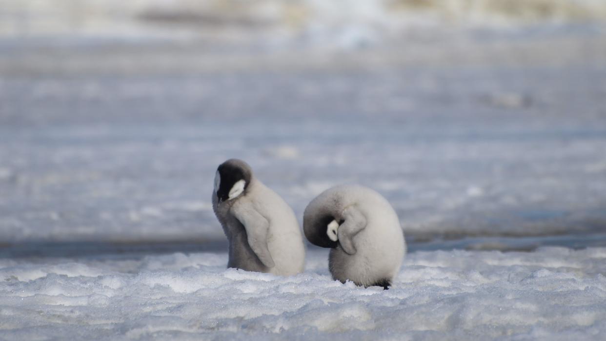  Two emperor penguin chicks groom themselves in melting ice. 