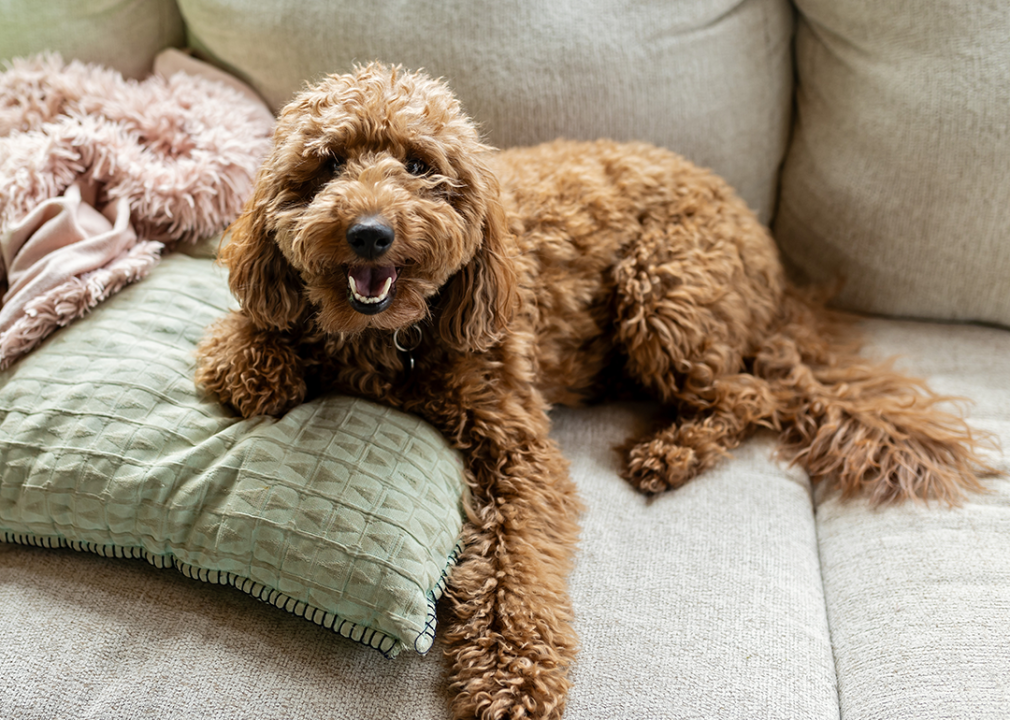 Goldendoodle laying on couch.