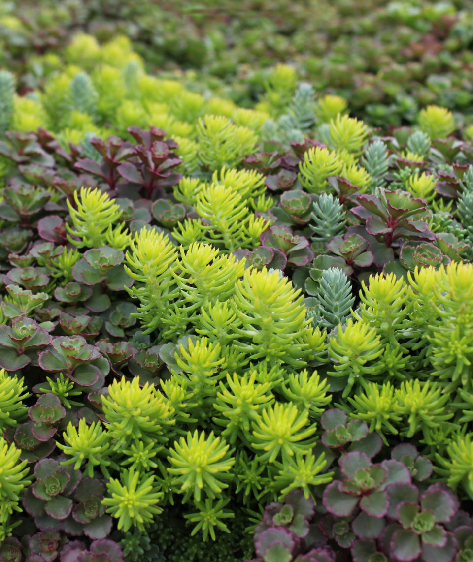 Pro Pick: Sedum