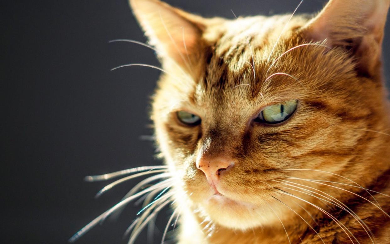 Grumpy cat - Getty