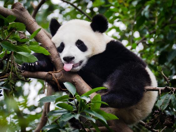 Sichuan is home to the giant panda (Getty Images)