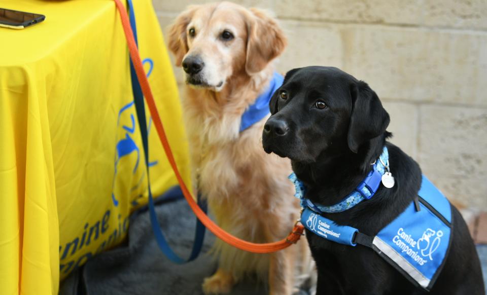 Meet service dogs from Canine Companions at The Avenue Viera on Nov. 4.