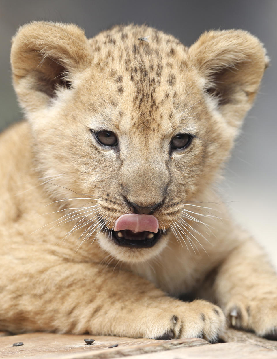 A Barbary lion cub rests in its enclosure at the zoo in Dvur Kralove, Czech Republic, Monday, July 8, 2019. Two Barbary lion cubs have been born in a Czech zoo, a welcome addition to a small surviving population of a rare majestic lion subspecies that has been extinct in the wild. A male and a female that have yet to be named were born on May 10 in the Dvur Kralove safari park. (AP Photo/Petr David Josek)