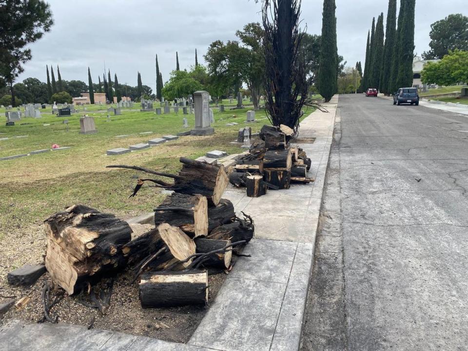 Scorched cypress trees that have been chopped down wait to be hauled off on Wednesday, April 24, 2024, at Ararat Armenian Cemetery. The graveyard has been hit with several suspected arson fires to trees. THADDEUS MILLER/tmiller@fresnobee.com