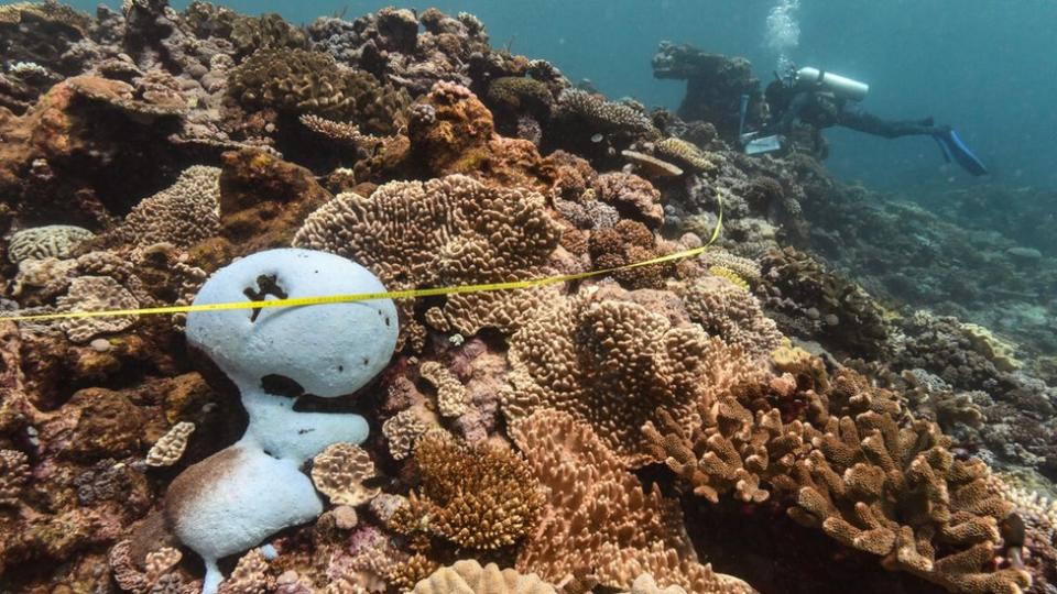 Coral bleaching on Great Barrier Reef