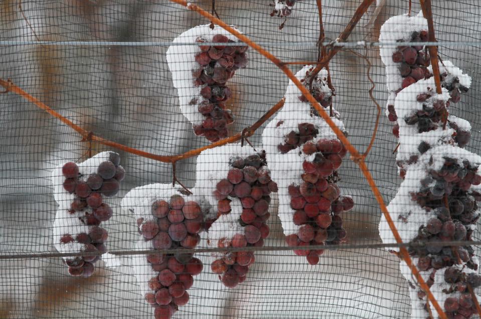 Grapes are kept on the vine until temperatures hit a certain degree before they are harvested.