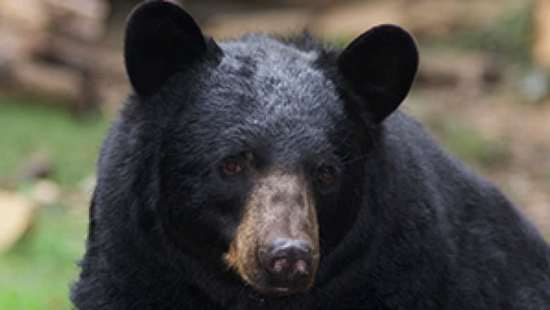 Education key to keep visitors safe, wildlife alive in national parks, biologist says