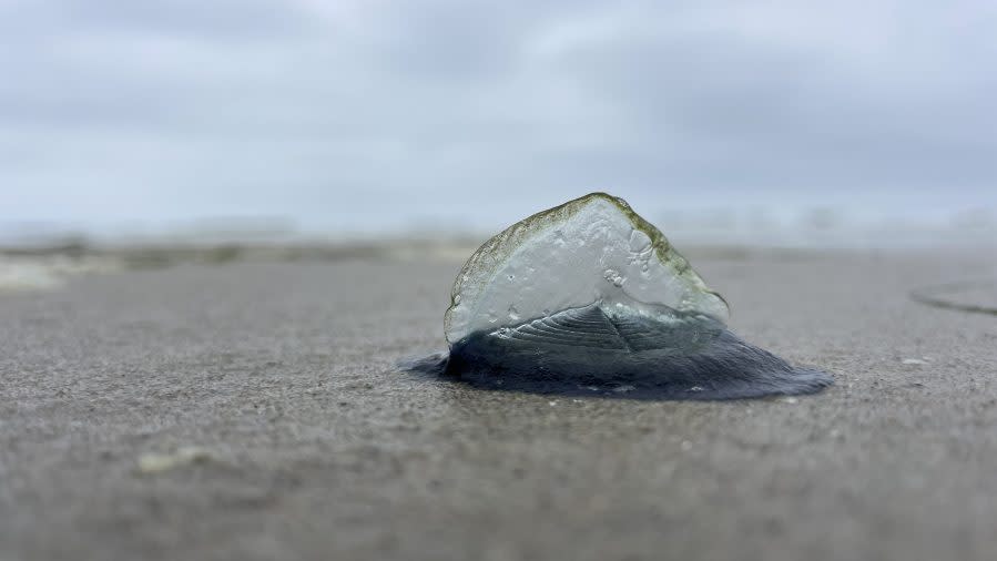 Image of a Velella velella, or By-the-Wind sailor, on the shore in Mission Beach. (Courtesy of Adam Hatter)