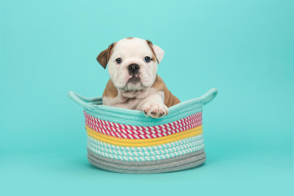 Keep your pup occupied with an interactive toy. (Photo: Getty Images)