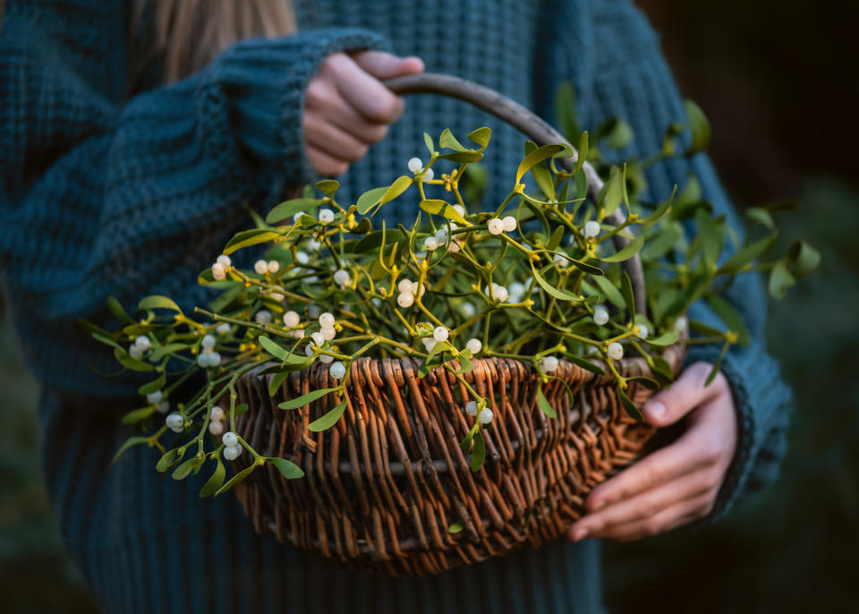 Young girl holding a wicker basket with mistletoe branches with green leaves and white berries. (Getty Images)