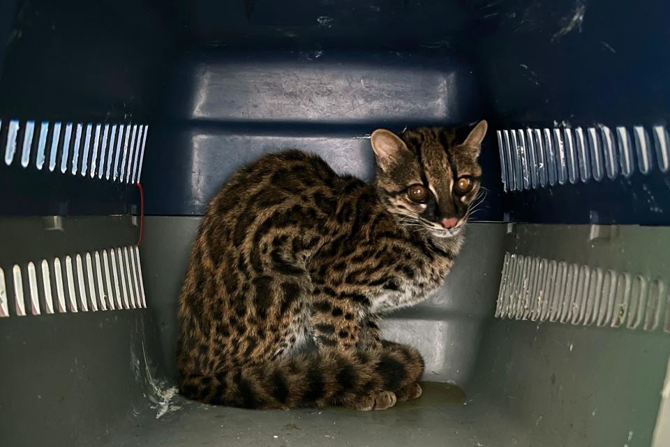 A margay, a small spotted cat, is seen at the TUERI Wildlife Hospital, created by the San Francisco University of San Francisco de Quito (USFQ), in Quito on October 2, 2023, after it was seized in a rural area of the Ecuadorean capital by the Environment Ministry and taken to this center for evaluation. / Credit: GALO PAGUAY/AFP via Getty Images