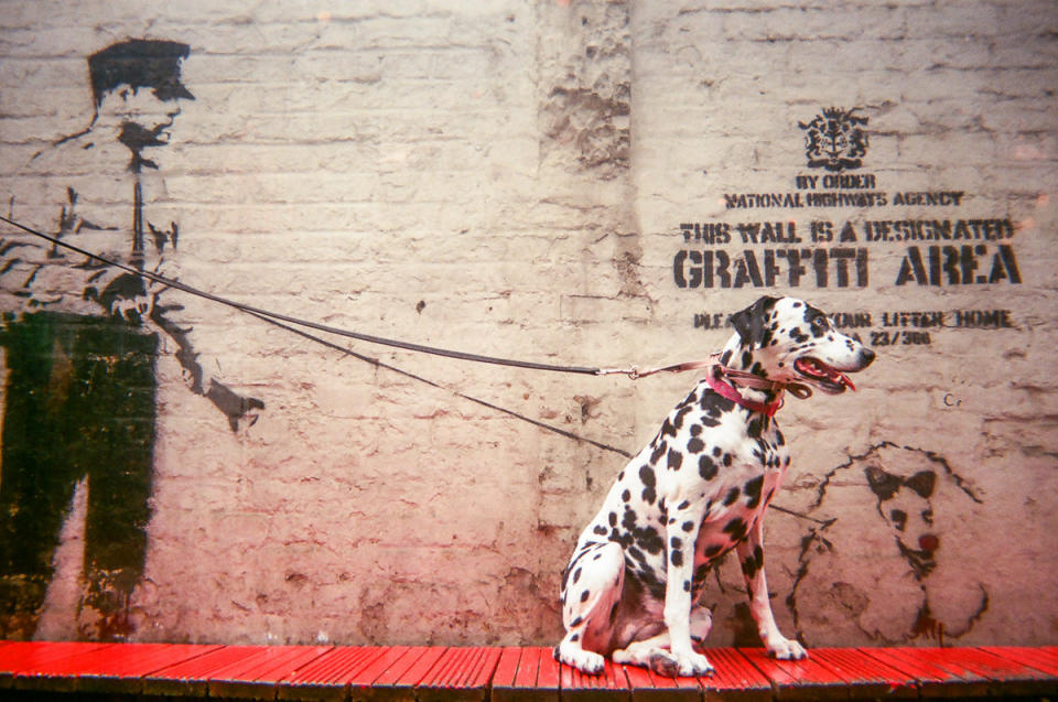 A Dalmatian on its lead stands in front of one of London's Banksy murals. (Cafe Art/SWNS)