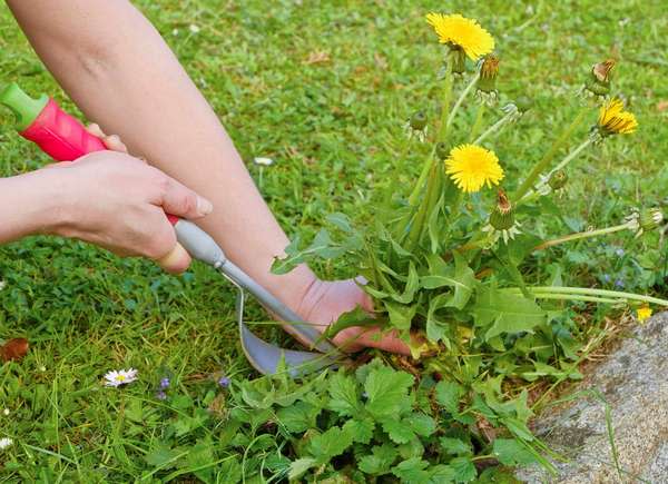 close up of hands weeding and pulling dandelions