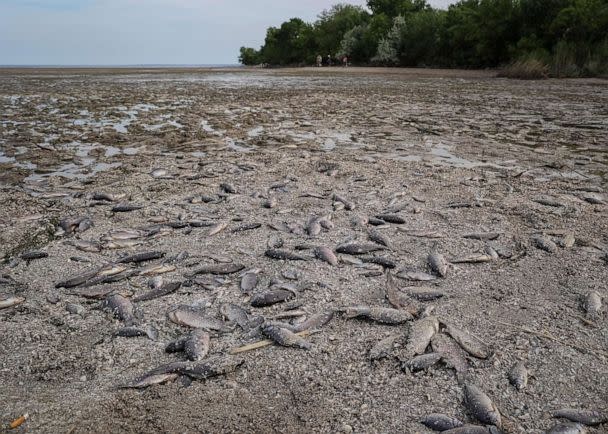 PHOTO: Dead fish are seen on the drained bottom of the Nova Kakhovka reservoir after the Nova Kakhovka dam breached, in the village of Marianske in Dnipropetrovsk region, Ukraine, on June 7, 2023. (Sergiy Chalyi/Reuters)