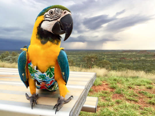 <p>Three year old Macaw, Bubba Cyan wearing a Hawaiian style outfit with the Australian outback in the background. (Ed Remedio/Caters News Agency) </p>