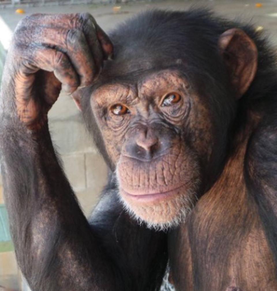 7 chimpanzees rescued from shuttered CA refuge