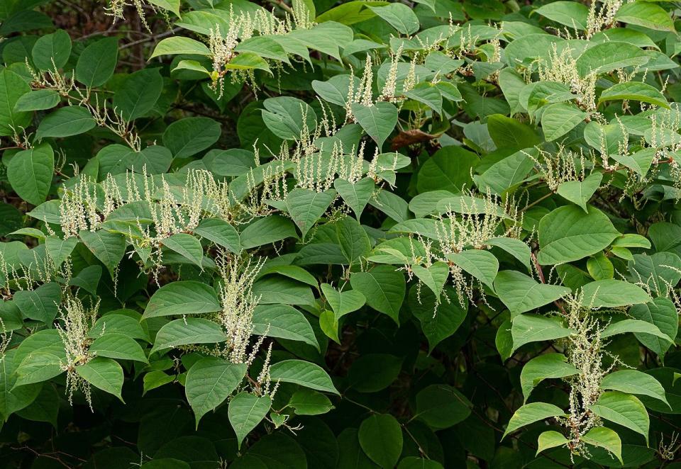 Japanese knotweed is an invasive plant in Athens-Clarke County. If left uncontrolled invasive plants can form a monoculture in which no native plants can survive.