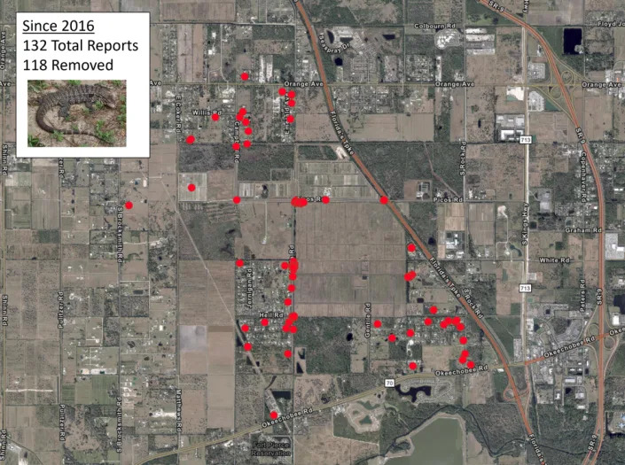 Residents have credibly reported at least 132 tegu sightings in western Fort Pierce since 2016, according to the Florida Fish and Wildlife Conservation Comission.