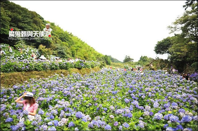 陽明山竹子湖繡球花地圖懶人包~2015/6/9花況（上篇）